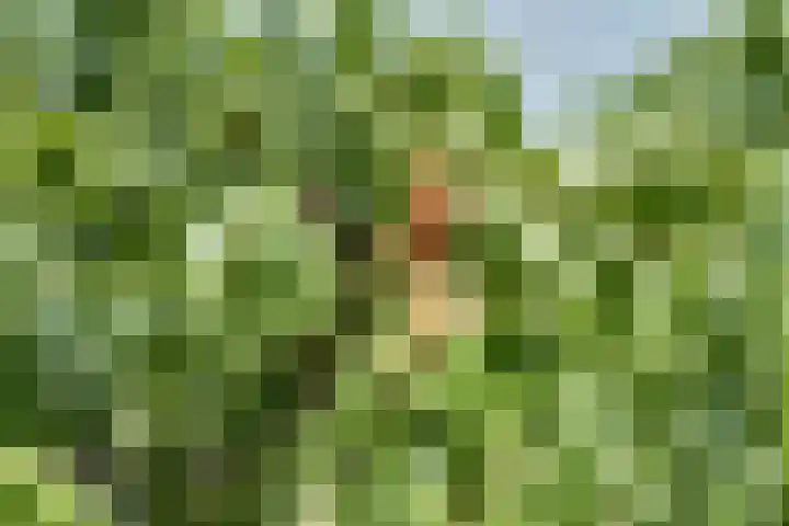 Bangert 58 Blokker thumbnail 49