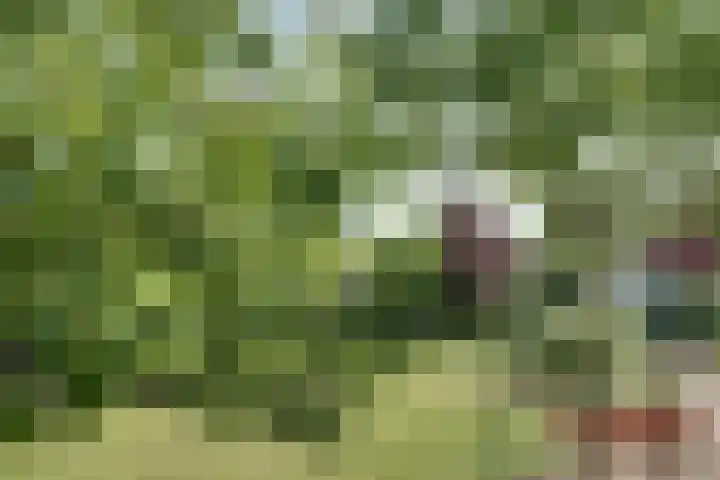 Bangert 58 Blokker thumbnail 50