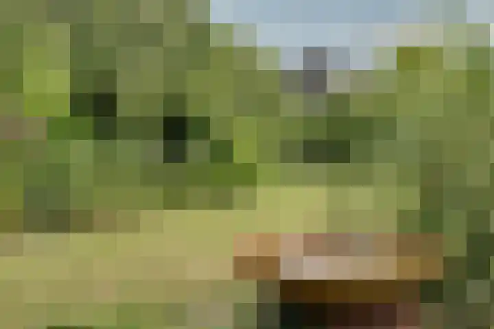 Bangert 58 Blokker thumbnail 51