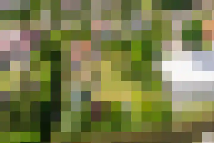 Bangert 58 Blokker thumbnail 67