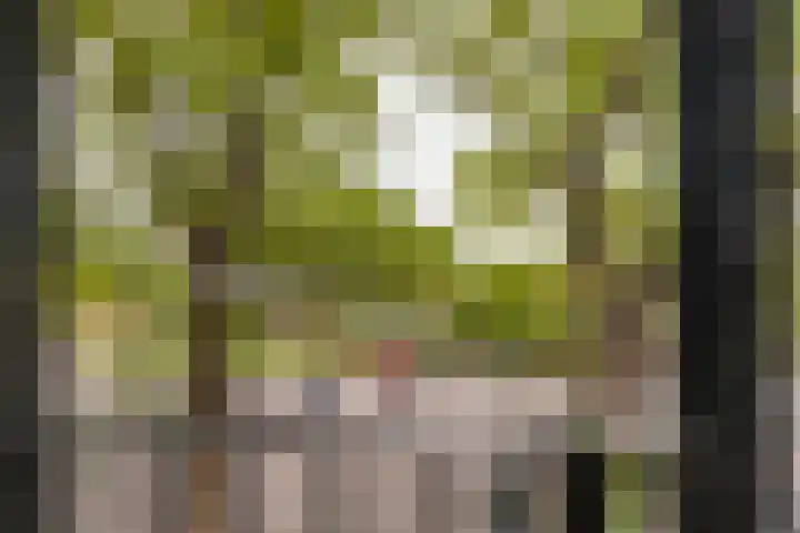 Banier 40 Boxtel thumbnail 23