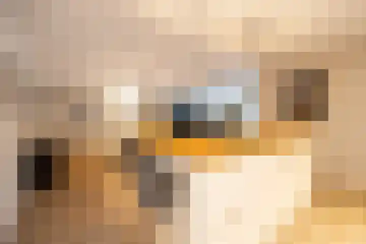 Banier 7 a Boxtel thumbnail 25