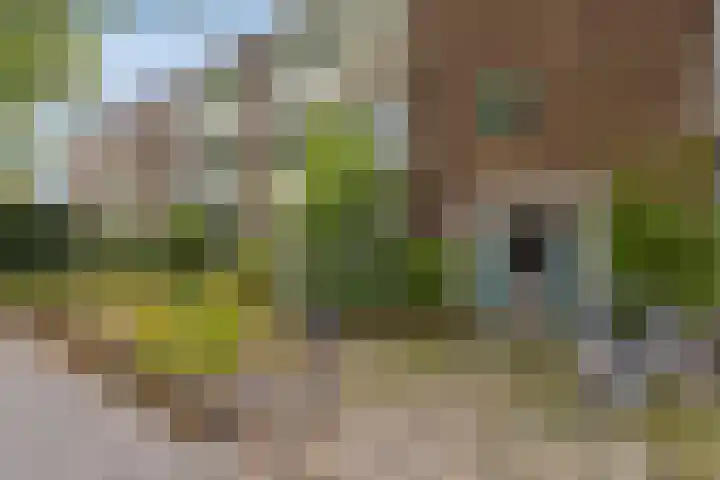 Bankastraat 17 Nijmegen thumbnail 4