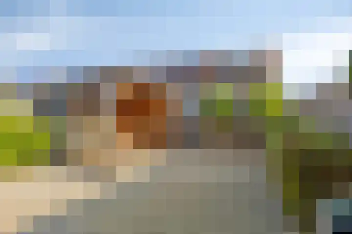 Barbarakruid 27 Puttershoek thumbnail 22