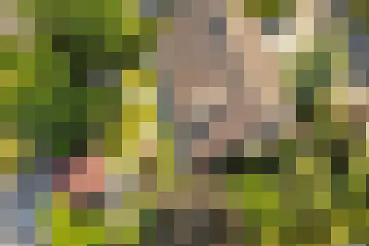 Barbarastraat 9 Helden thumbnail 63