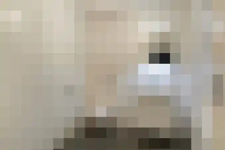 Barbiershoeve 241 Apeldoorn thumbnail 14