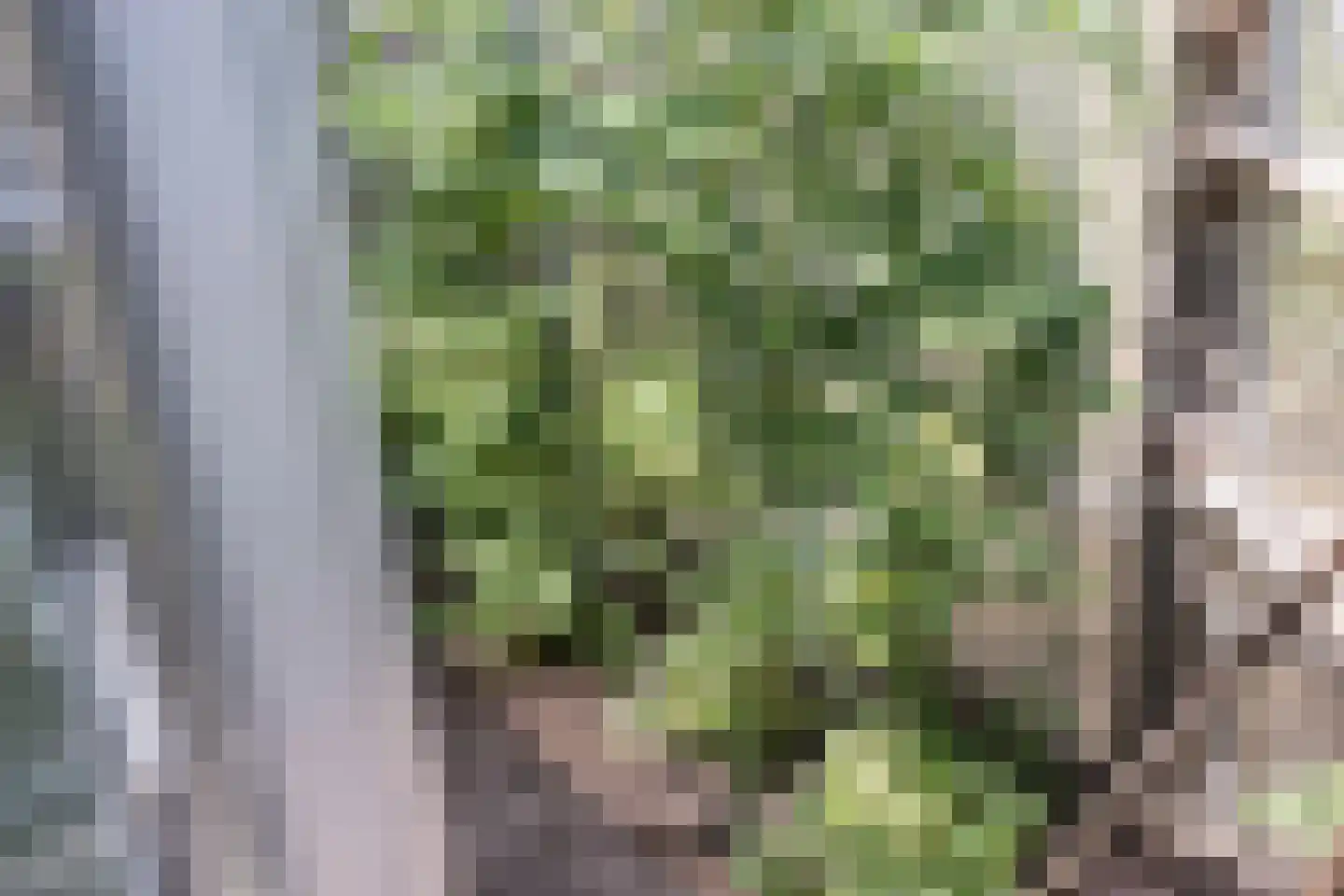 Barchemseweg 60 Ruurlo thumbnail 42