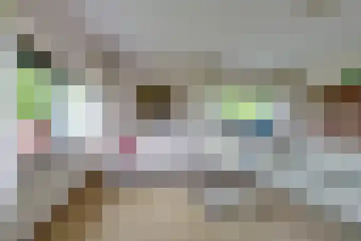 Barckemalaan 58 Tolbert thumbnail 9