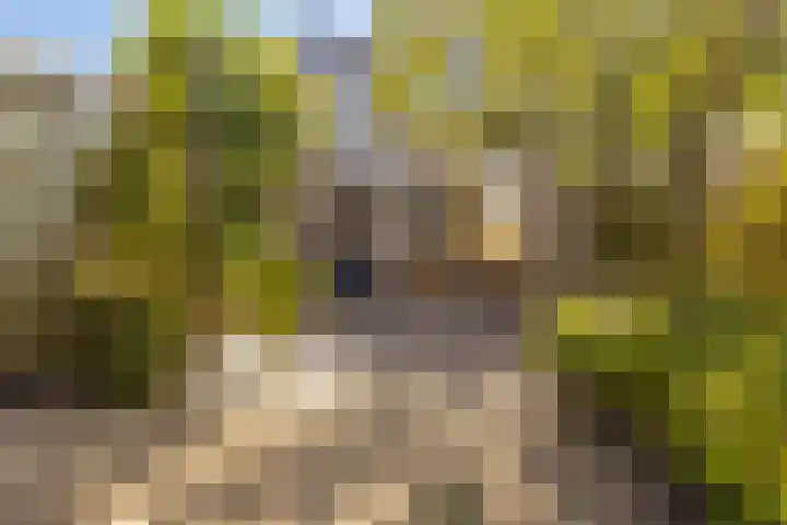 Barenbroeklaan 55 Giesbeek thumbnail 28