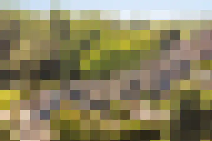 Barenbroeklaan 55 Giesbeek thumbnail 34