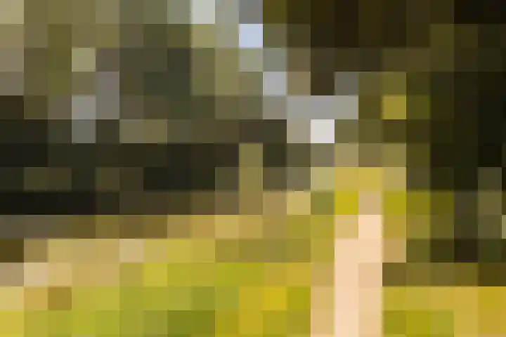Barenbroeklaan 55 Giesbeek thumbnail 37