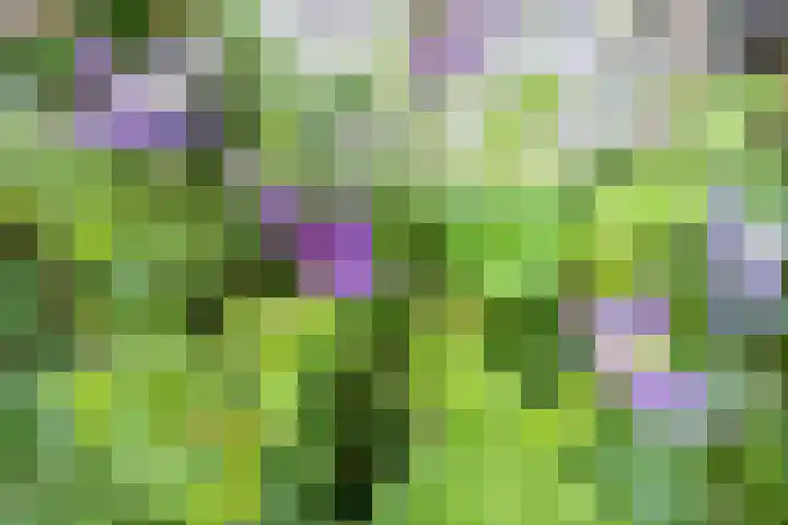 Barentszstraat 43 Oudeschild thumbnail 56