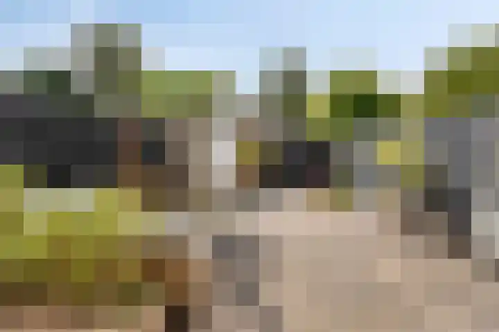 Barentszstraat 60 Lisse thumbnail 25