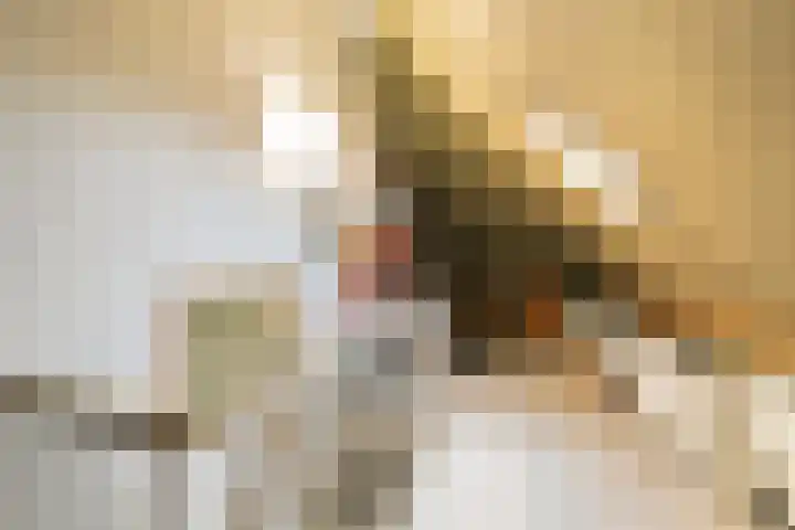 Bargengd 43 Hippolytushoef thumbnail 27