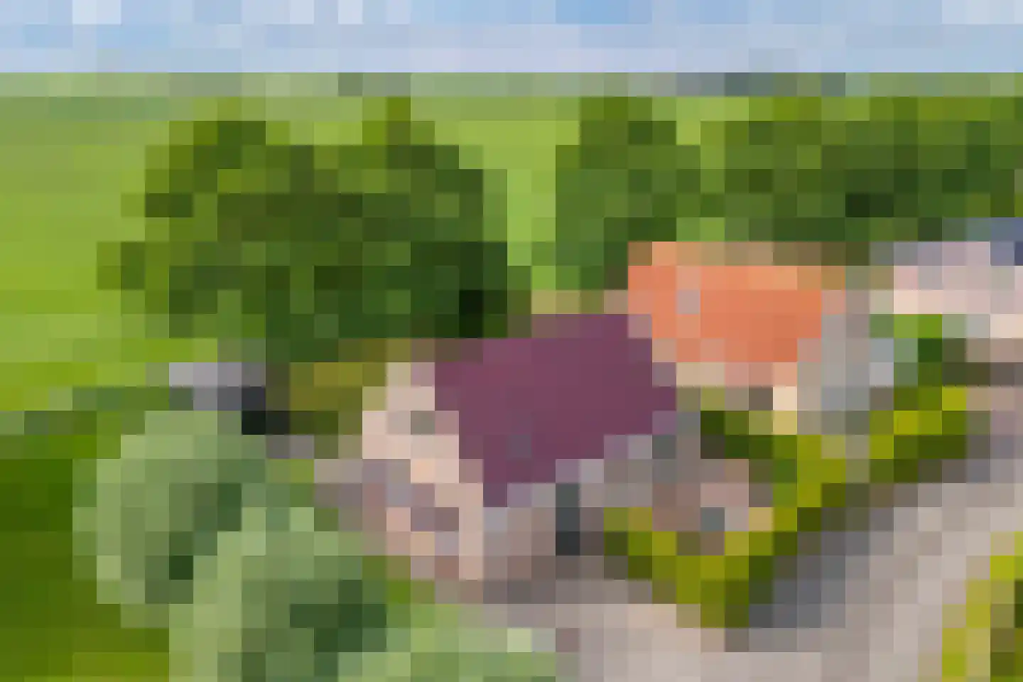 Bargereed 100 Tzummarum thumbnail 57