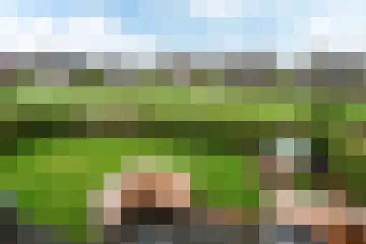 Bargereed 19 Tzummarum thumbnail 30