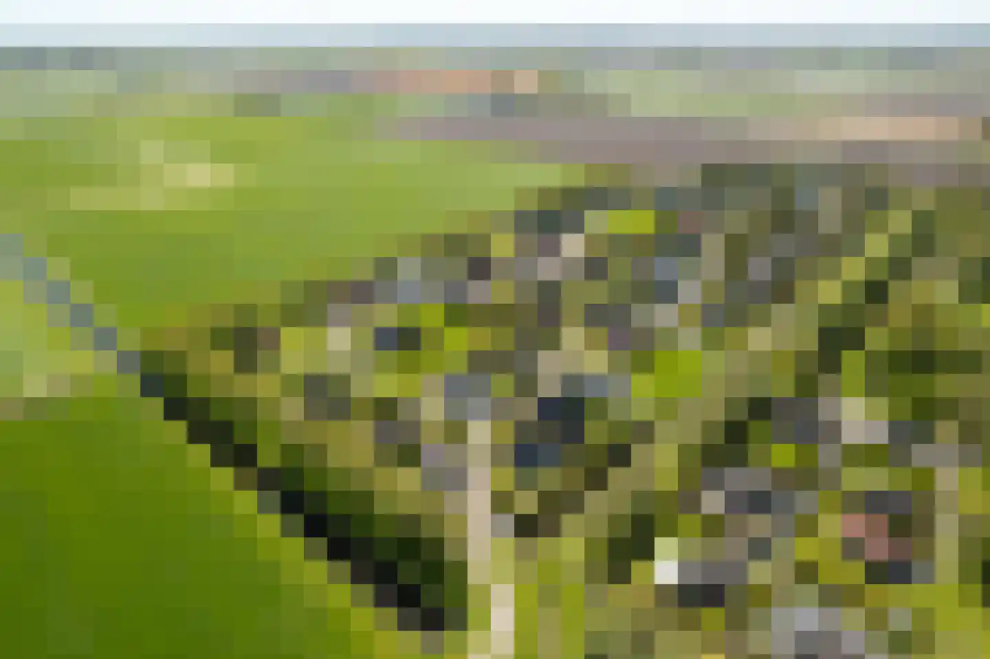 Bargereed 2 Tzummarum thumbnail 4