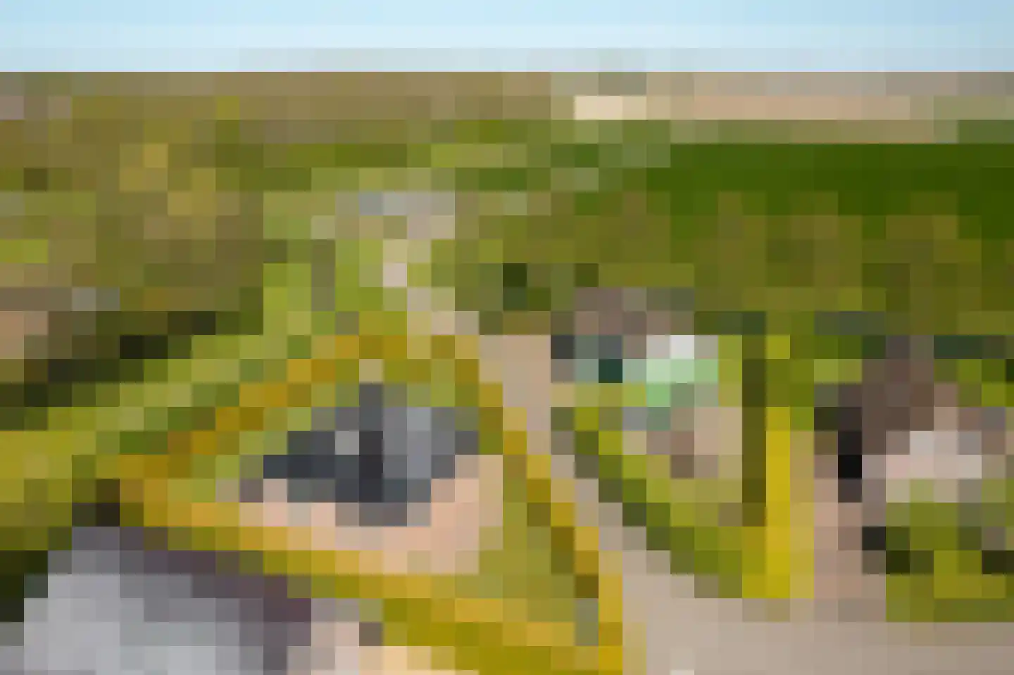 Bargereed 2 Tzummarum thumbnail 40