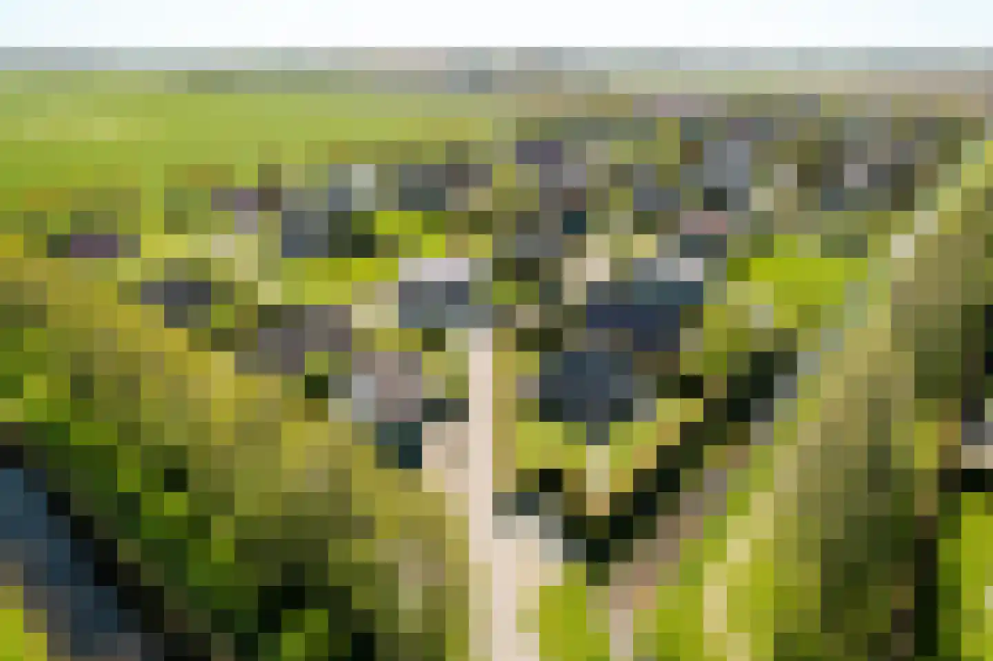 Bargereed 2 Tzummarum thumbnail 5