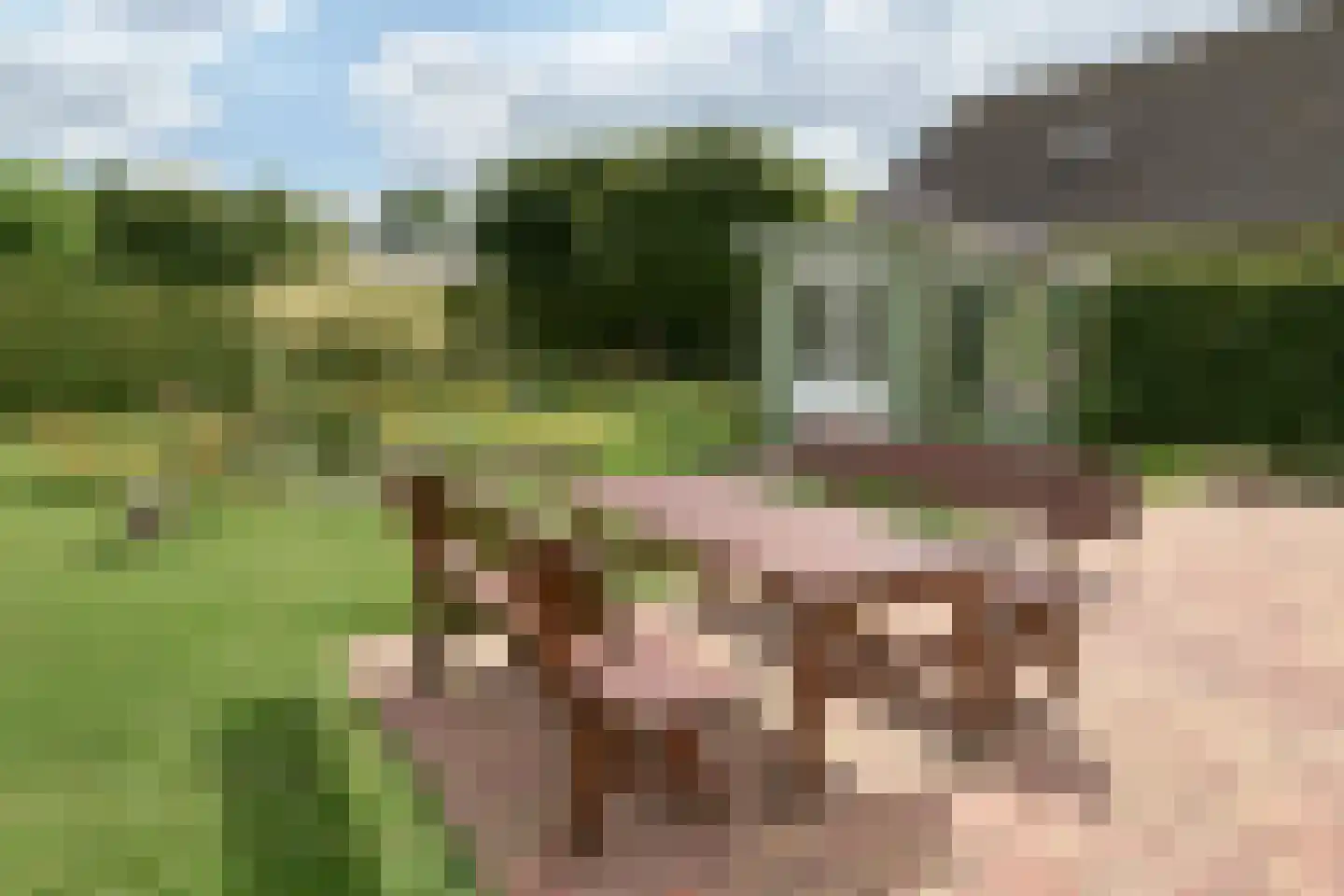 Bargereed 46 Tzummarum thumbnail 28