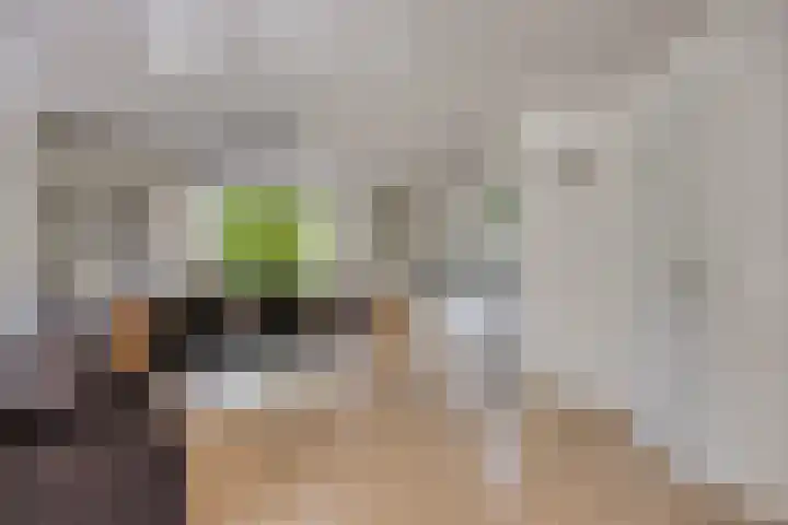 Bargereed 49 Tzummarum thumbnail 13