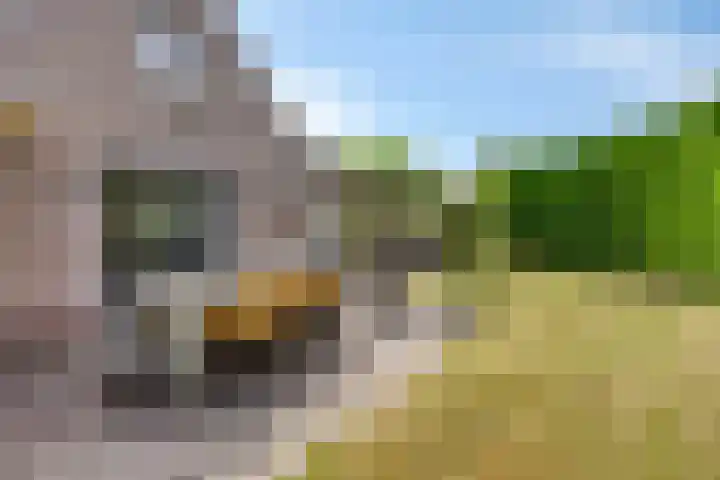 Bargereed 49 Tzummarum thumbnail 26