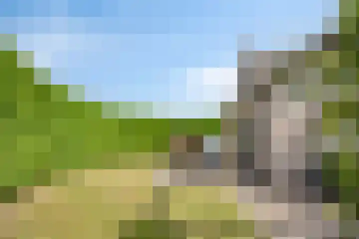 Bargereed 49 Tzummarum thumbnail 27