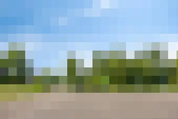 Bargereed 49 Tzummarum thumbnail 35