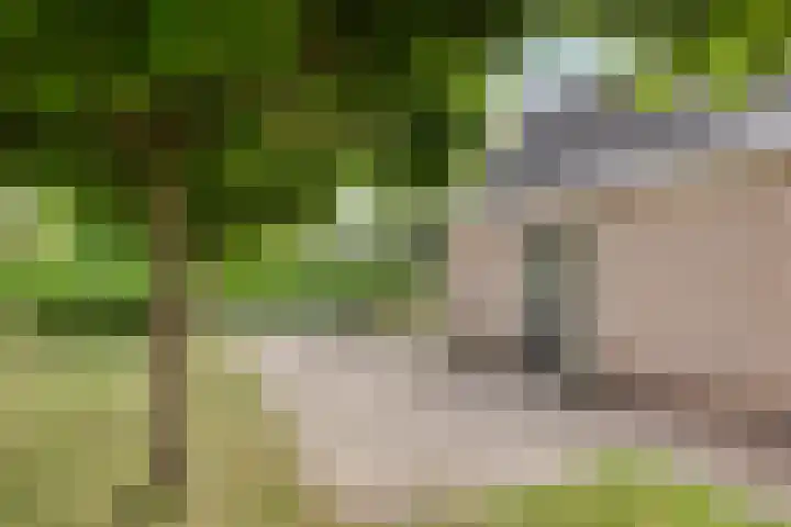Bargereed 49 Tzummarum thumbnail 4