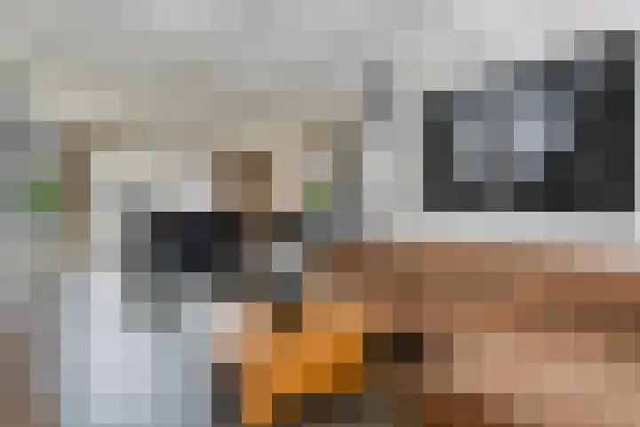 Barisakker 106 Nuenen thumbnail 9