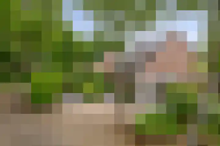 Barisakker 12 Nuenen thumbnail 7