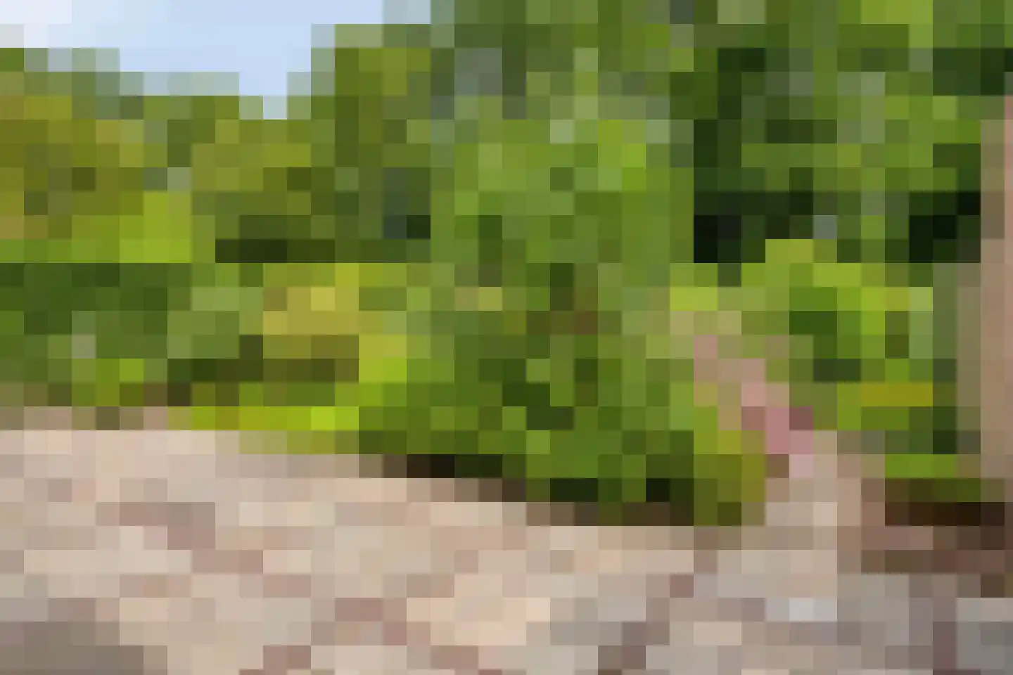 Barisakker 62 Nuenen thumbnail 19