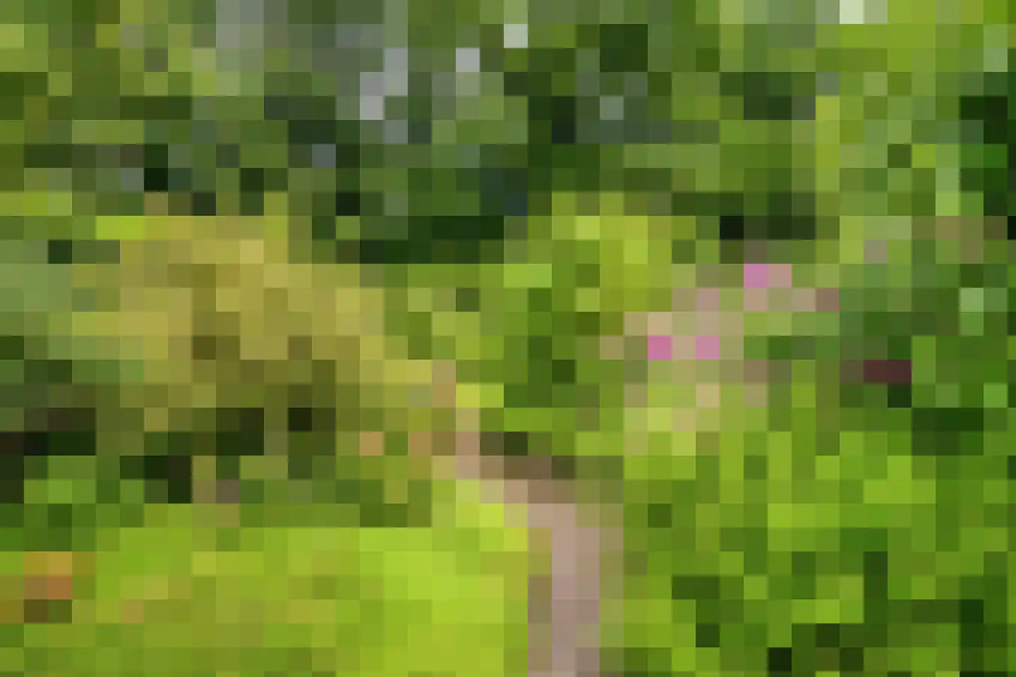 Barisakker 62 Nuenen thumbnail 20