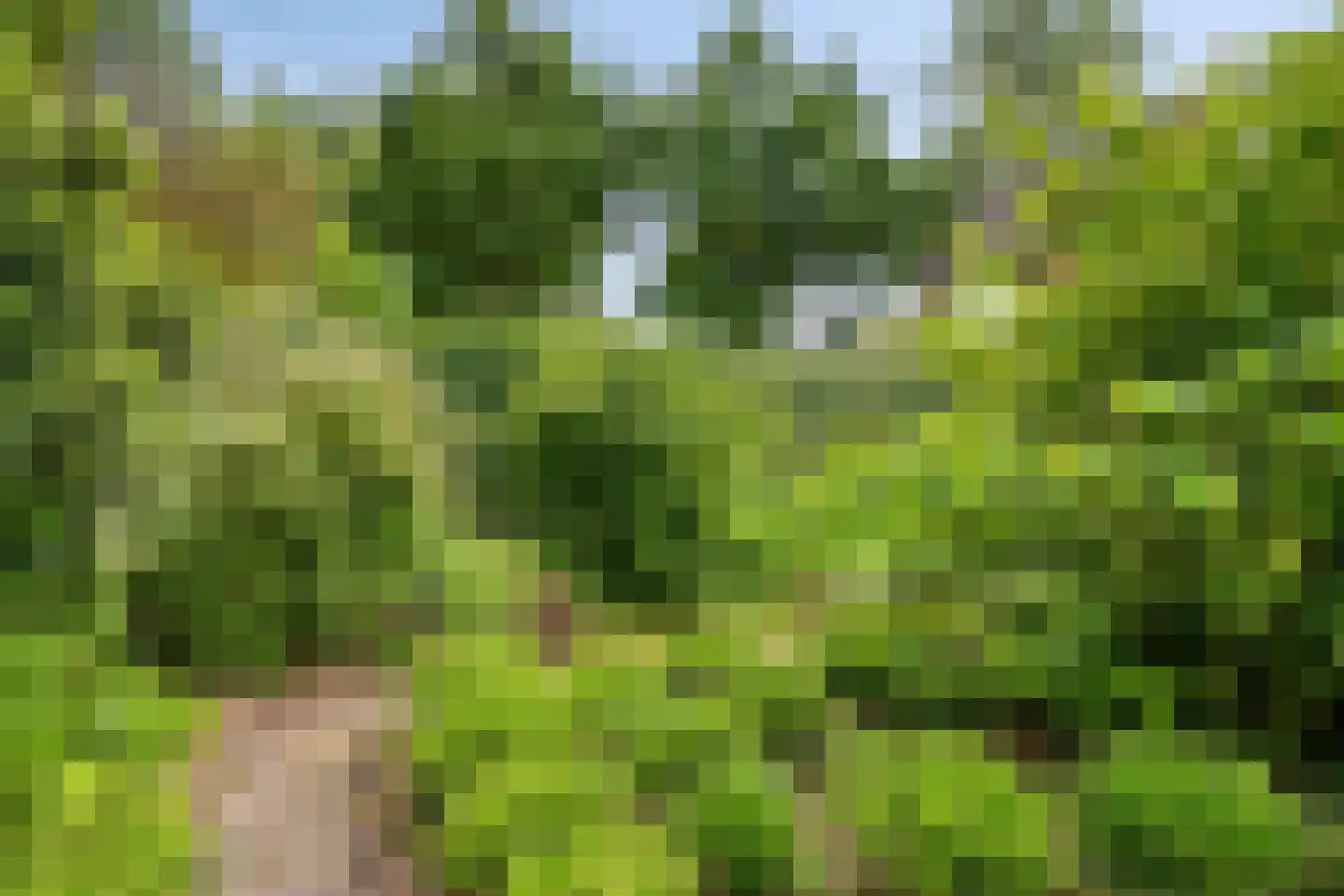 Barisakker 62 Nuenen thumbnail 22
