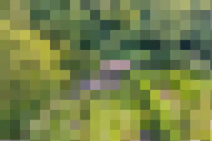 Barisakker 64 Nuenen thumbnail 22