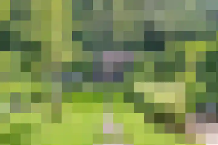 Barisakker 64 Nuenen thumbnail 26