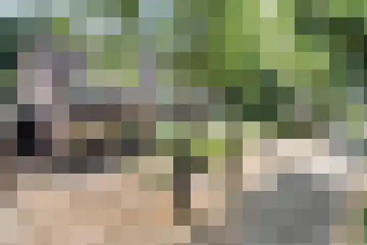 Barisakker 64 Nuenen thumbnail 30