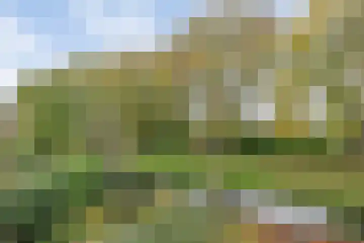 Bark 136 Barendrecht thumbnail 32