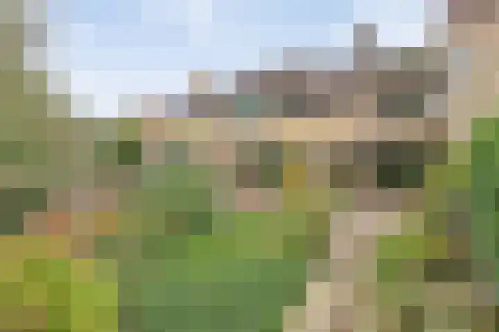 Bark 136 Barendrecht thumbnail 4