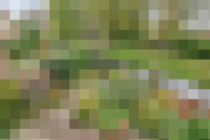 Bark 136 Barendrecht thumbnail 5