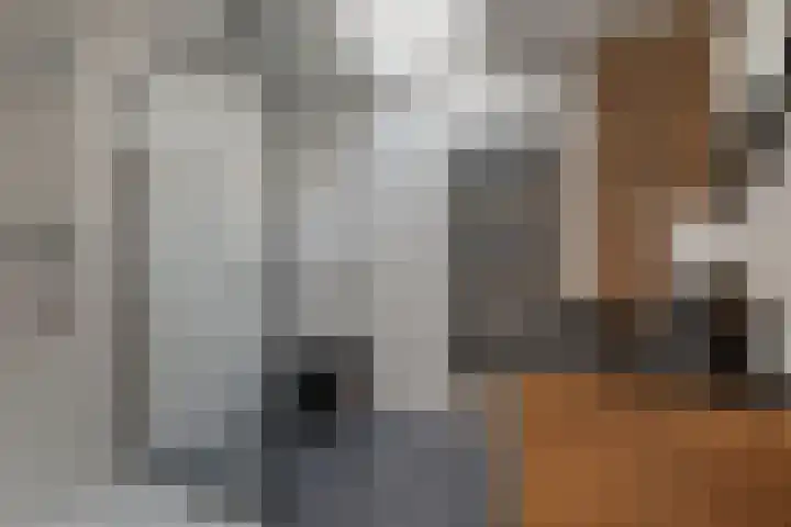 Bark 6 Nieuwe Pekela thumbnail 29