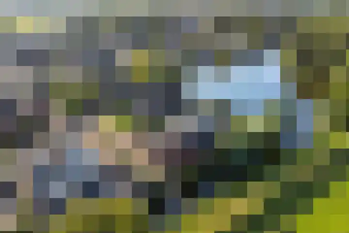 Bark 6 Nieuwe Pekela thumbnail 43