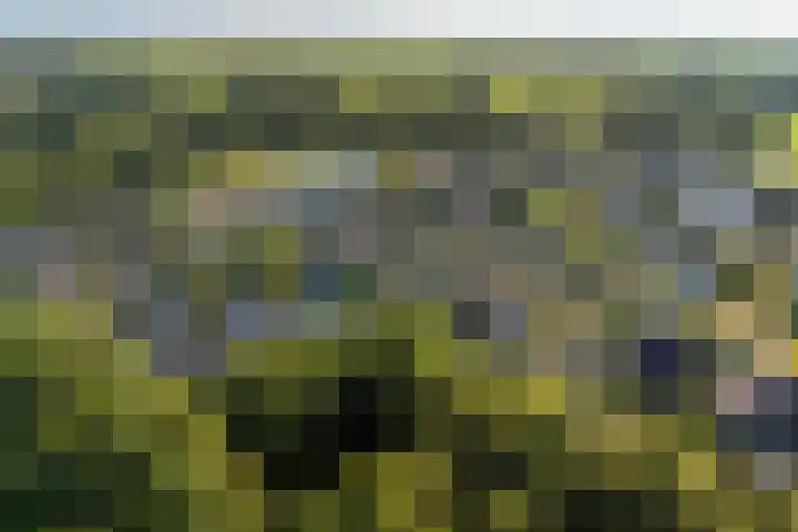 Bark 6 Nieuwe Pekela thumbnail 6