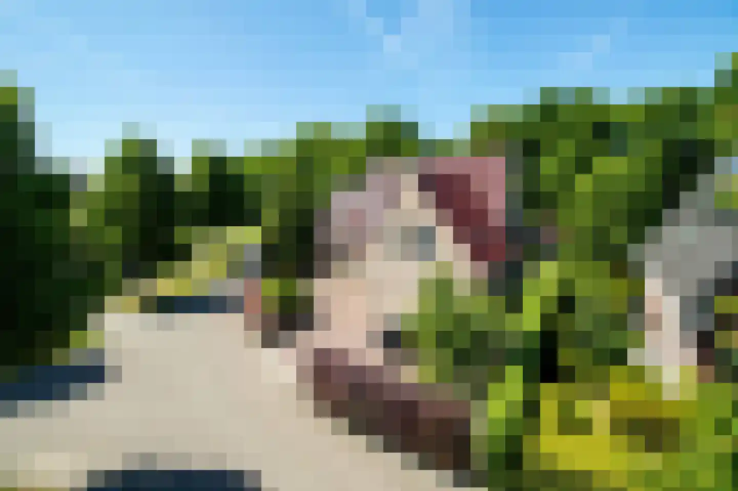 Bark 9 Nieuw-Amsterdam thumbnail 42