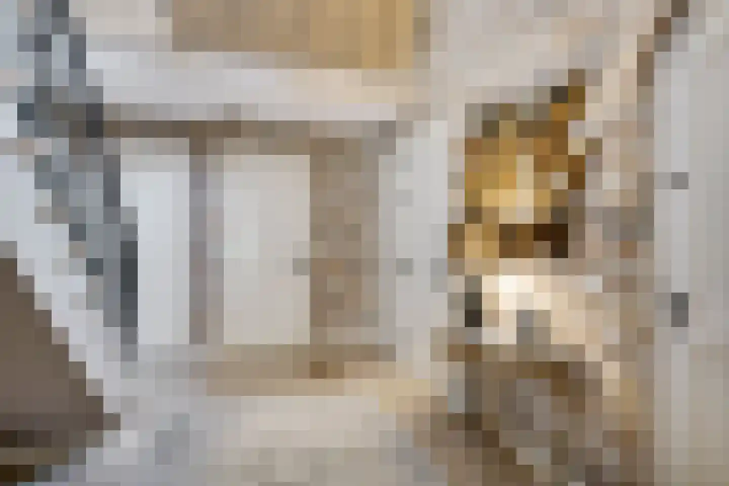 Bark 9 Nieuw-Amsterdam thumbnail 9