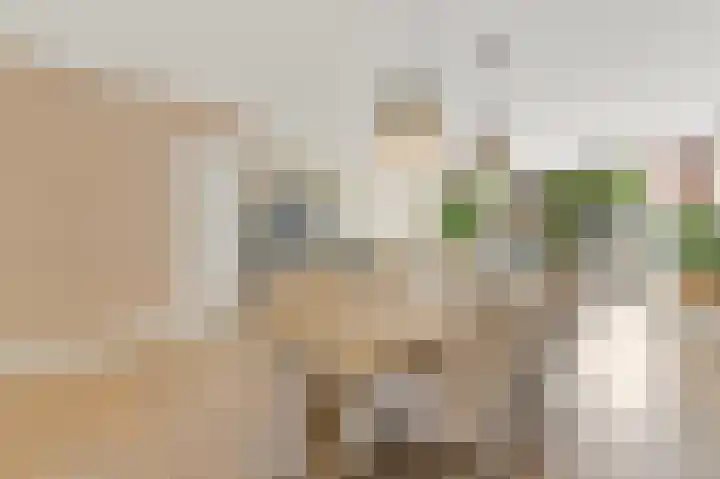 Bark 9 Schipluiden thumbnail 15