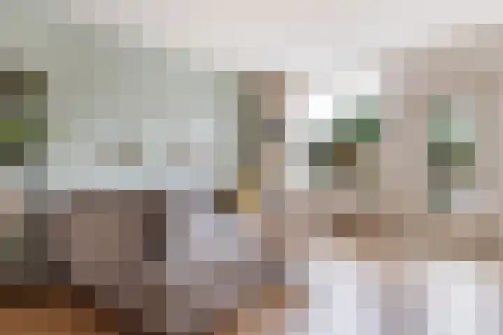 Barmaheerd 70 Groningen thumbnail 10