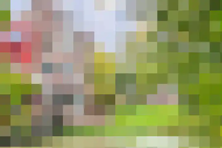Barmsijs 14 Nieuwegein thumbnail 20