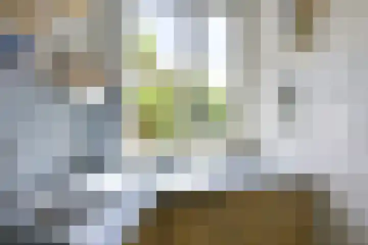 Barmsijs 36 Nieuwegein thumbnail 19
