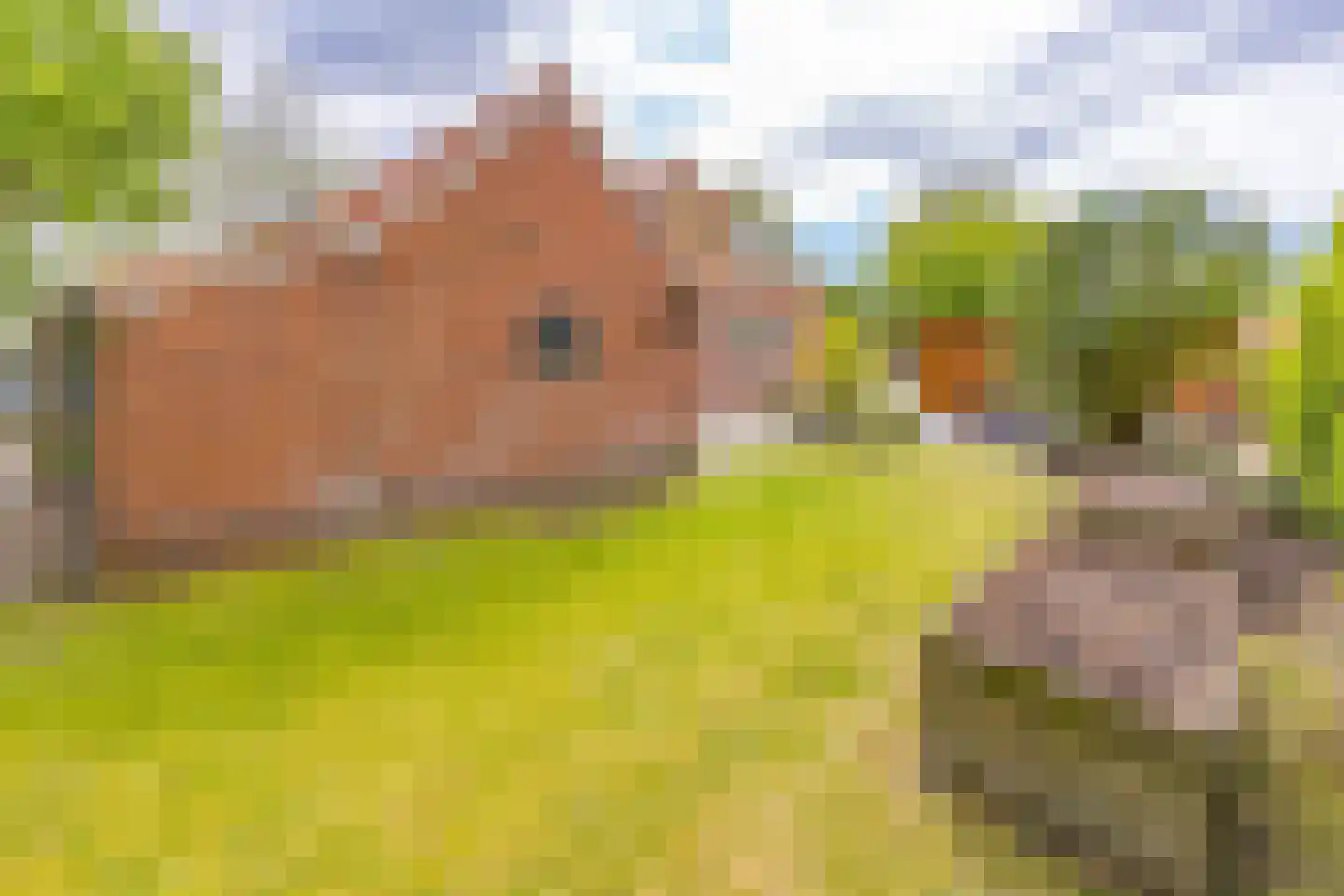 Barnflair Oost 3 Ter Apel thumbnail 41